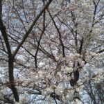 桜咲く4月のリフォーム相談会