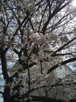 桜咲く4月のリフォーム相談会